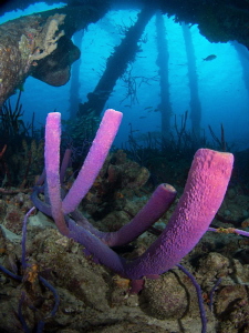 Purple sponges under Salt Pier, Bonaire by Paul Colley 